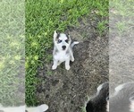 Small #3 Siberian Husky
