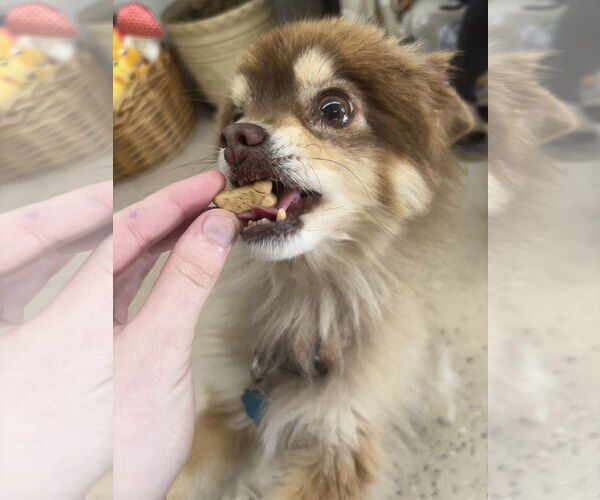 Medium Photo #2 Australian Shepherd-Chihuahua Mix Puppy For Sale in York, SC, USA