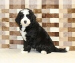 Small #3 Bernedoodle (Miniature)