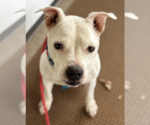 Small #5 Boxer Mix