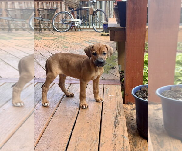 Medium Photo #4 Bulldog-Doberman Pinscher Mix Puppy For Sale in Springdale, PA, USA