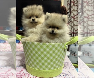 Pomeranian Puppy for sale in GILBERT, AZ, USA