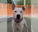Small #2 American Pit Bull Terrier Mix
