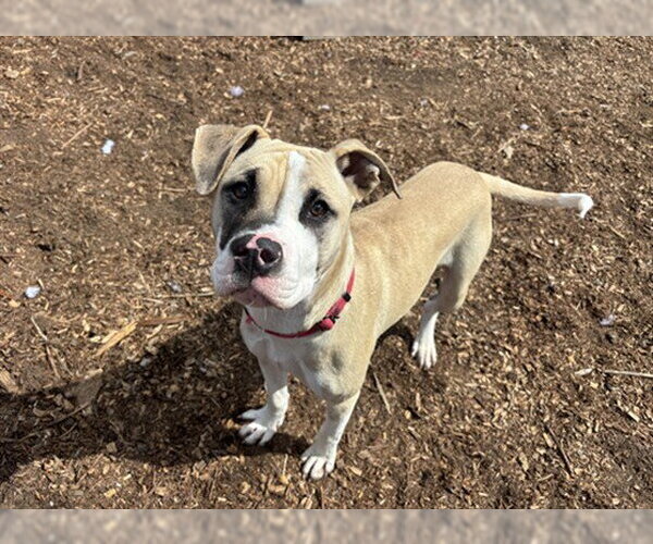 Medium Photo #1 Mutt Puppy For Sale in McKinleyville, CA, USA