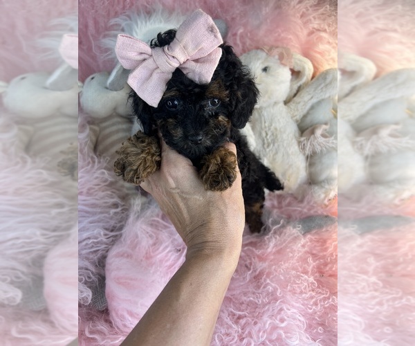 Medium Photo #8 Shiranian Puppy For Sale in BOCA RATON, FL, USA