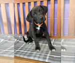Small Labrador Retriever Mix