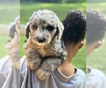 Small #2 Sheepadoodle