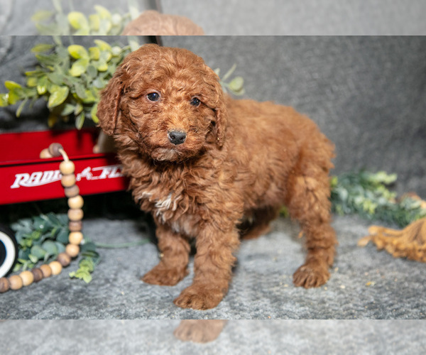 Medium Photo #2 Poodle (Miniature) Puppy For Sale in WOLCOTTVILLE, IN, USA
