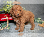 Small #1 Poodle (Miniature)