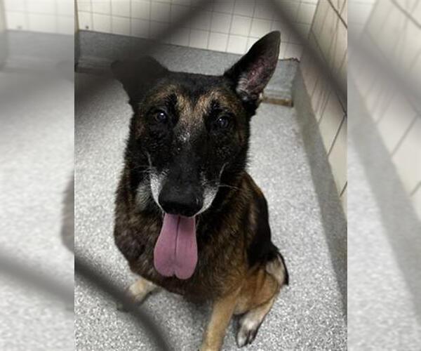 Medium Photo #1 German Shepherd Dog-Unknown Mix Puppy For Sale in Pasadena, TX, USA
