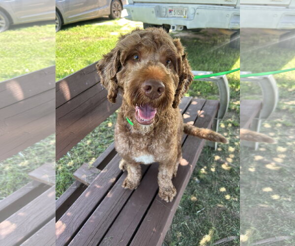 Medium Photo #1 Miniature Labradoodle Puppy For Sale in Pacolet, SC, USA