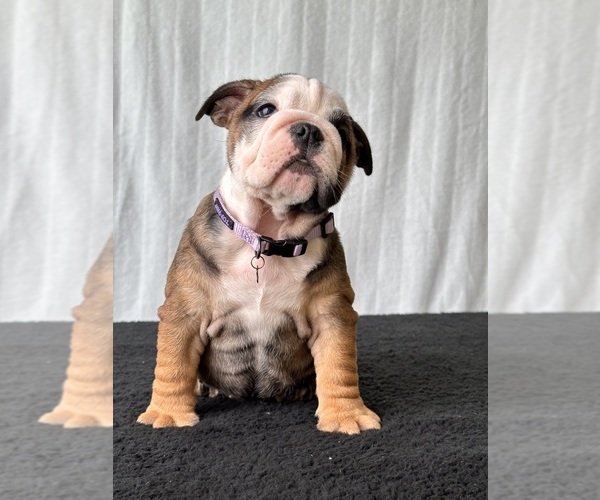 Medium Photo #3 English Bulldog Puppy For Sale in BROADWAY, NC, USA
