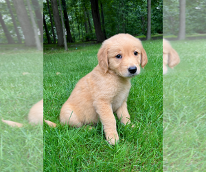 Golden Retriever Puppy for Sale in FAIR HAVEN, Michigan USA