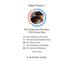 Small #7 Doberman Pinscher Mix