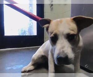 Mutt Dogs for adoption in Tulsa, OK, USA