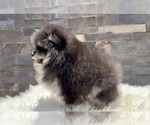 Small #3 Pomeranian