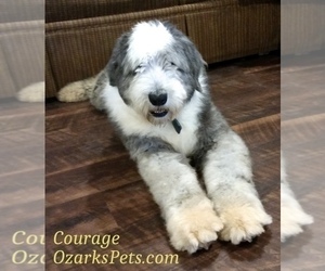 Father of the Sheepadoodle puppies born on 05/12/2021