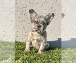 Small Photo #13 French Bulldog Puppy For Sale in PHOENIX, AZ, USA