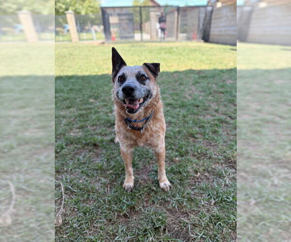 Medium Photo #1 Texas Heeler Puppy For Sale in Riverside, CA, USA