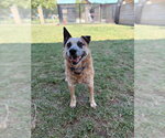 Small Texas Heeler