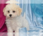 Small Photo #4 Bichpoo Puppy For Sale in ELDORADO, OH, USA