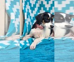 Small Photo #4 Rat Terrier-Unknown Mix Puppy For Sale in Oakhurst, NJ, USA