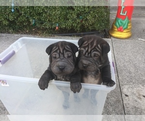 Chinese Shar-Pei Puppy for sale in SWANSBORO, NC, USA