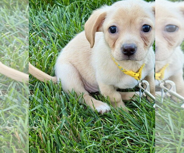 Medium Photo #2 Beagle-Unknown Mix Puppy For Sale in Plainfield, IL, USA