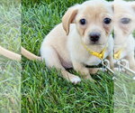 Small #1 Beagle Mix