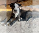 Small #18 American Pit Bull Terrier-Labrador Retriever Mix