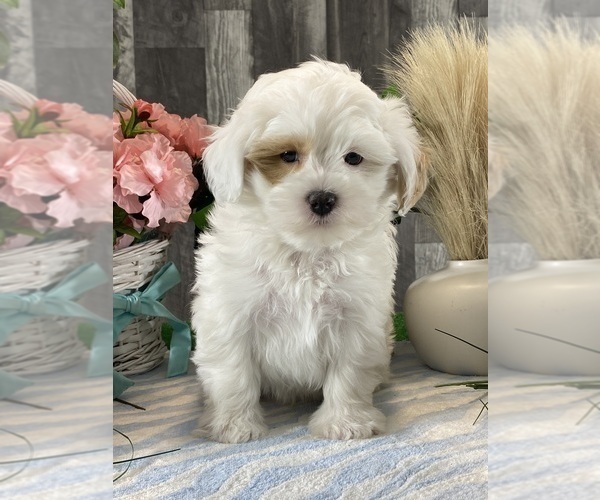 Medium Photo #5 ShihPoo Puppy For Sale in CANOGA, NY, USA