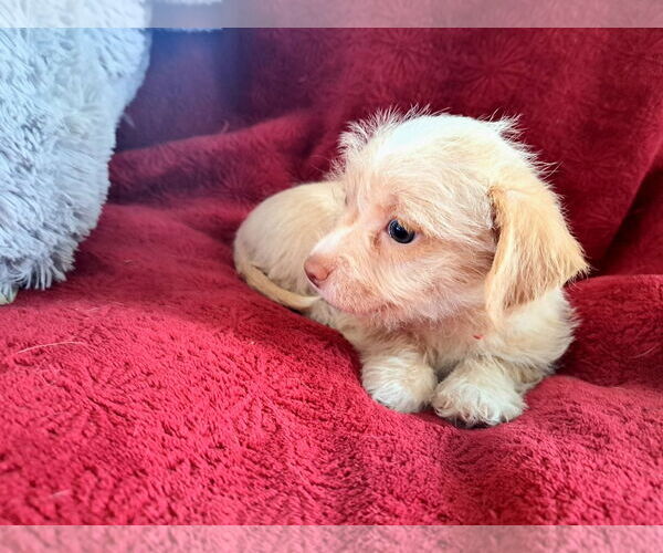 Medium Photo #1 Mutt Puppy For Sale in Grafton, WI, USA