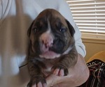 Puppy Coral Boxer