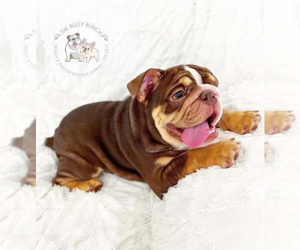 Medium Photo #1 English Bulldog Puppy For Sale in CORONA, CA, USA
