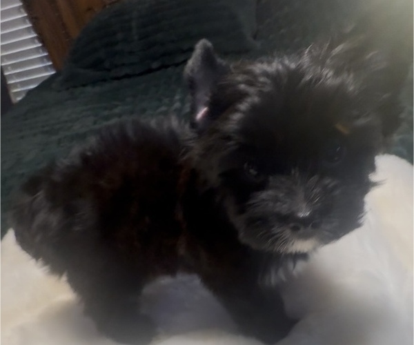 Medium Photo #4 Yorkshire Terrier Puppy For Sale in FORT WORTH, TX, USA