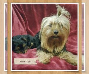 Mother of the Yorkshire Terrier puppies born on 08/03/2021