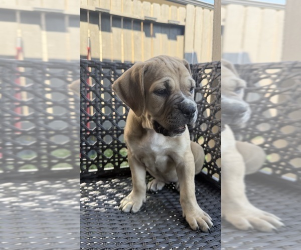 Medium Photo #11 Cane Corso-Mastiff Mix Puppy For Sale in NEW CANEY, TX, USA