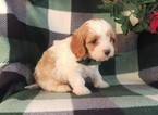 Small Photo #5 Cavapoo Puppy For Sale in LANCASTER, PA, USA