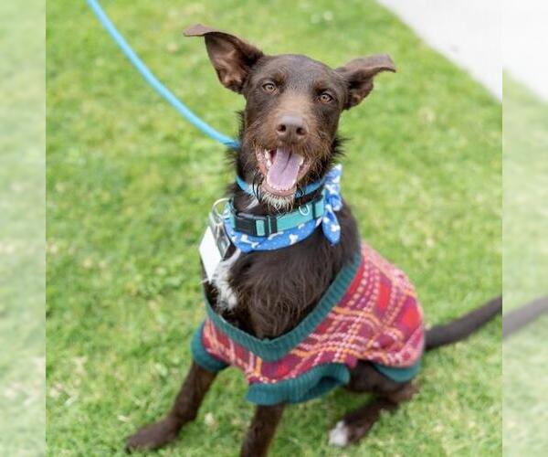 Medium Photo #14 Wirehaired Pointing Poodle Puppy For Sale in San Diego, CA, USA