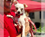 Small #4 Chihuahua Mix