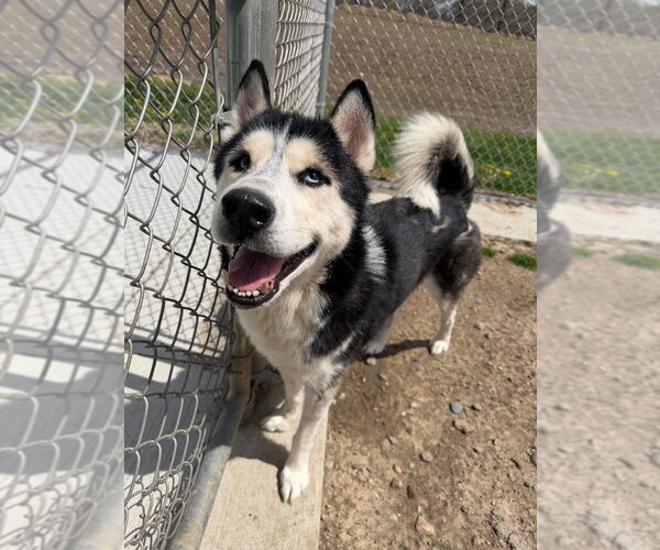 Medium Photo #2 Siberian Husky Puppy For Sale in Pierceton , IN, USA