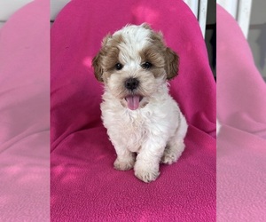 ShihPoo Puppy for sale in HERNDON, KY, USA