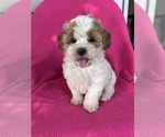 Image preview for Ad Listing. Nickname: DOLLY