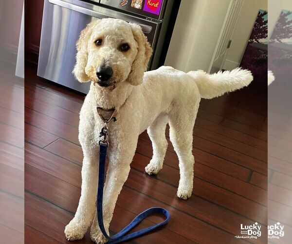 Medium Photo #8 Goldendoodle Puppy For Sale in Washington, DC, USA