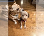 Small #8 Poodle (Miniature)