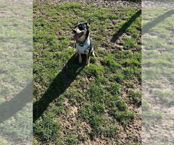 Medium Photo #2 Australian Shepherd-Unknown Mix Puppy For Sale in Osgood, IN, USA