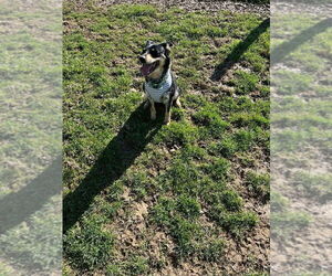 Nevah - Female Australian Shepherd-Unknown Mix Dog for Adoption - Photo #2