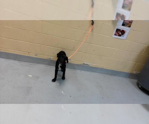 Medium Photo #1 Labrador Retriever-Unknown Mix Puppy For Sale in Tulsa, OK, USA