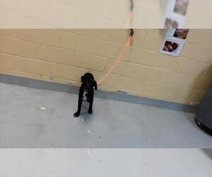 Labrador Retriever-Unknown Mix Dogs for adoption in Tulsa, OK, USA