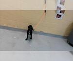 Small Labrador Retriever Mix